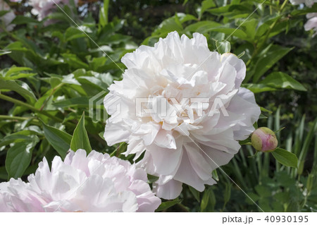 シャクヤク　キャサリンフォンテン 40930195