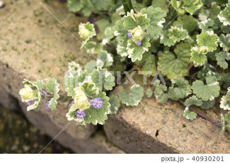 グレコマ 40930201