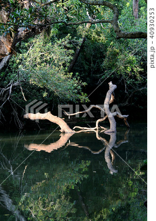 Logs, Light and Reflection 40930253