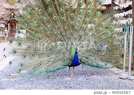 孔雀02 孔雀02 40930367