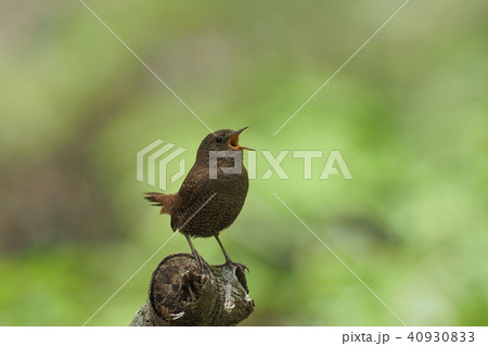 ミソサザイ 40930833