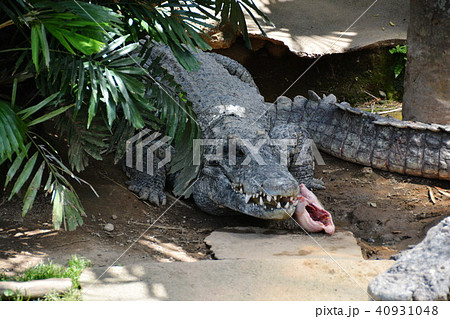 ワニの食事の写真素材