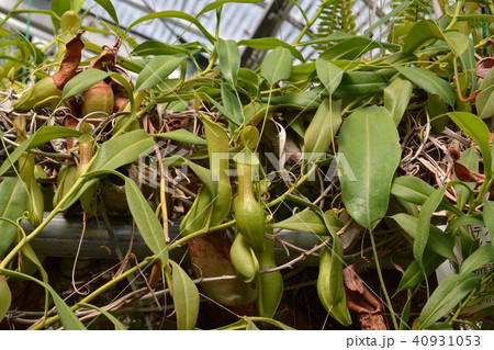 ウツボカズラ 40931053