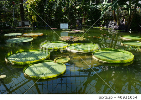 オオオニバス 40931054