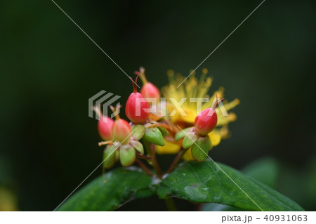 初夏のコボウズオトギリ 40931063