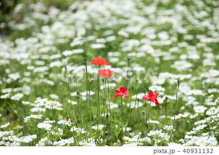 たくさんの白い花に囲まれた赤いポピーの花 の写真素材