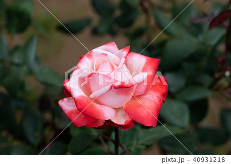 赤と白のばら「丹頂」の花のアップ 40931218