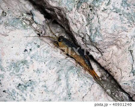 フナムシ フナムシ 40931240