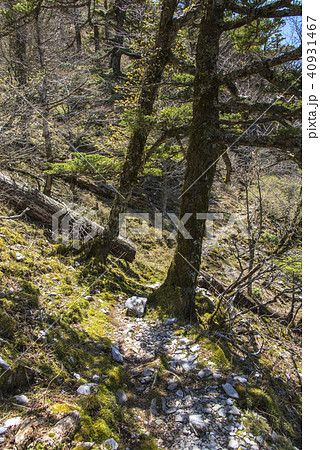 新緑の剣山登山道 40931467