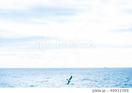 海鳥 海鳥 40931568