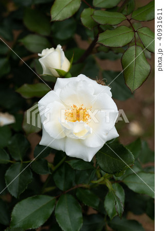 白いばら「ホワイトマジック」の花のアップ 白いばら「ホワイトマジック」の花のアップ 40931611