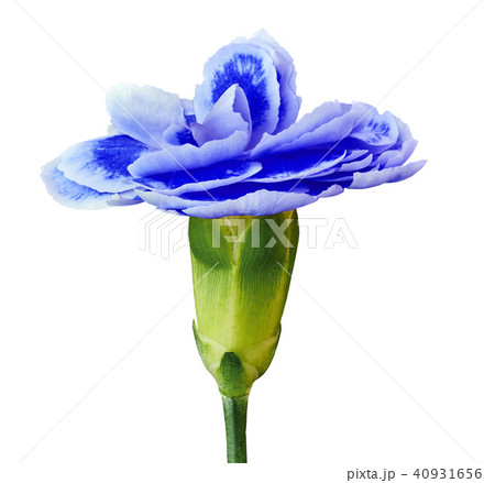 Blue white carnation flower isolated on a white 40931656