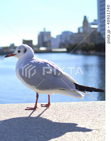 横浜風景 ユリカモメ 横浜風景 ユリカモメ 40931740