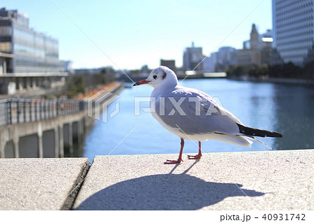 横浜風景 ユリカモメ 横浜風景 ユリカモメ 40931742