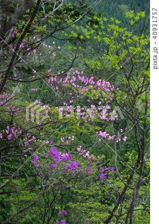 アケボノツツジとミツバツツジ(徳島県勝浦郡上勝町薬研谷) アケボノツツジとミツバツツジ(徳島県勝浦郡上勝町薬研谷) 40931757