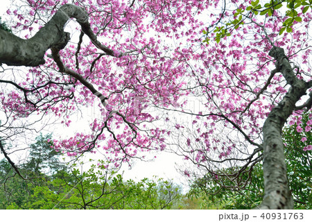 アケボノツツジ咲く薬研谷(徳島県勝浦郡上勝町薬研谷) アケボノツツジ咲く薬研谷(徳島県勝浦郡上勝町薬研谷) 40931763