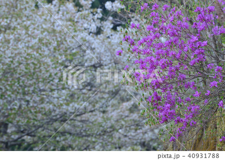 ミツバツツジと山桜 徳島県名西郡神山町 の写真素材
