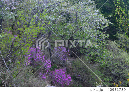 ミツバツツジと山桜（徳島県名西郡神山町） 40931789