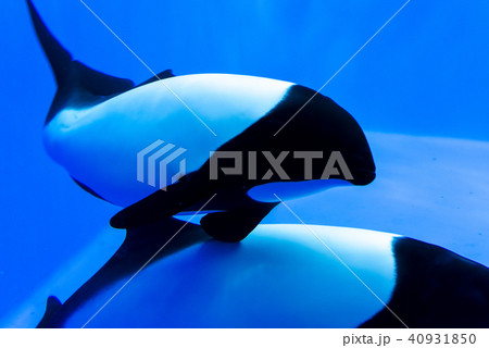 パンダイルカ 40931850