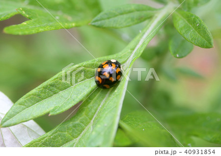 ナミテントウ黒地赤斑紋型の写真素材
