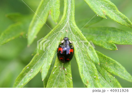 ナミテントウ黒字変形4紋型 ナミテントウ黒字変形4紋型 40931926