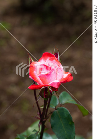 赤と白のばら「丹頂」の花のアップ 40931927