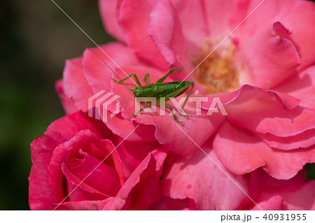 ピンク色のばら 芳純 の花の上のバッタの写真素材