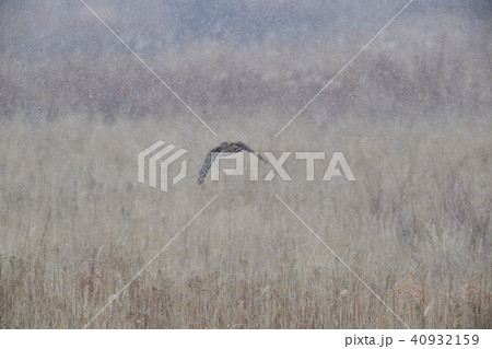 枯野のハイイロチュウヒ 枯野のハイイロチュウヒ 40932159