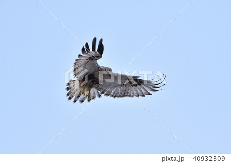 ケアシノスリ 40932309