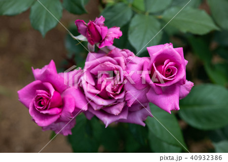 紫色のばら 紫雲 の花のアップの写真素材