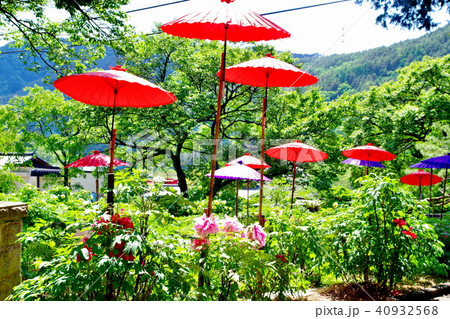 牡丹　牡丹寺 40932568