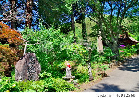 牡丹　牡丹寺 40932569