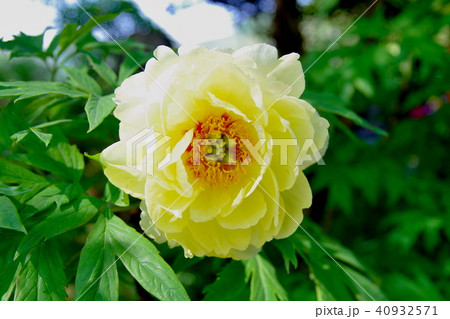 牡丹　牡丹寺 40932571