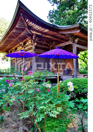 牡丹 牡丹寺 牡丹 牡丹寺 40932573