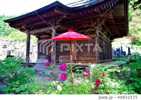 牡丹　牡丹寺 40932575