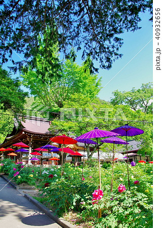 牡丹　牡丹寺 40932656