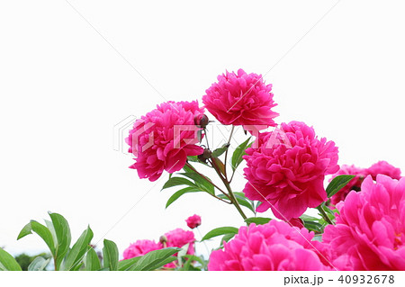 色鮮やかなピンクの芍薬の写真素材