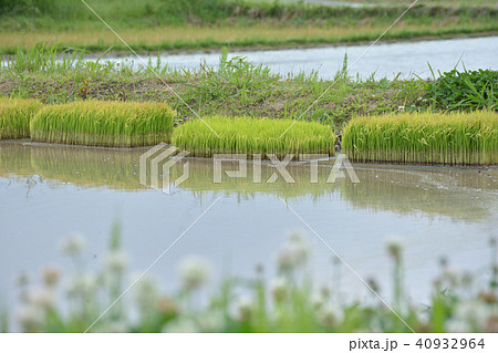 初夏の水田　田植え前 40932964