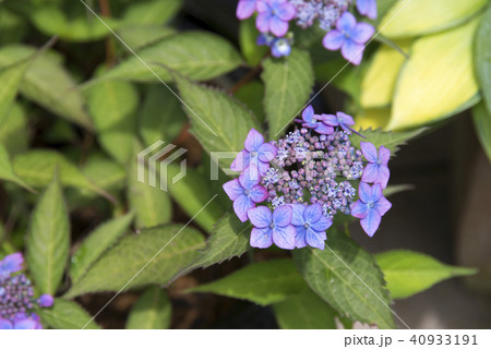 紫陽花 40933191