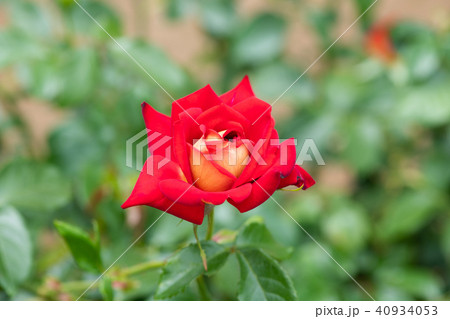 赤と黄色のばら「希望」の花のアップ	 赤と黄色のばら「希望」の花のアップ	 40934053