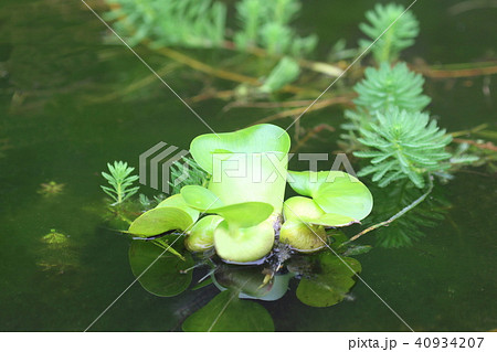 湧水の水源に生える水草 の写真素材