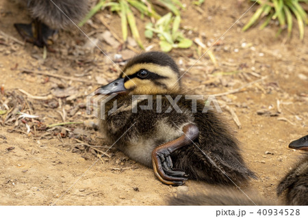 かわいいカルガモのヒナたちの写真素材