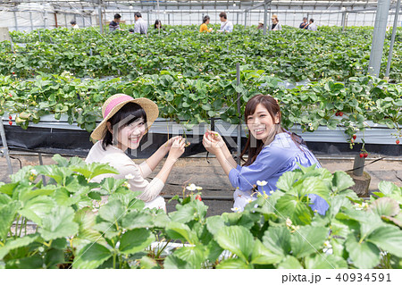 いちご狩りイメージ 女子旅 インスタ映え 40934591