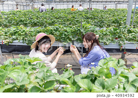 いちご狩りイメージ 女子旅 インスタ映え 40934592