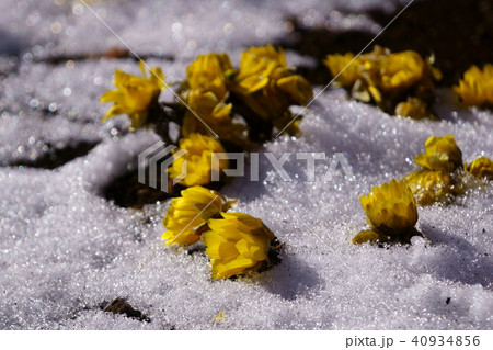雪の中の福寿草 花言葉は 幸福 の写真素材