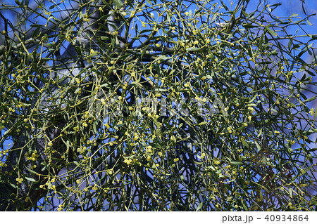 寄生木 ヤドリギ　花言葉は「困難に打ち勝つ」 40934864