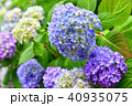 紫陽花と雨 40935075
