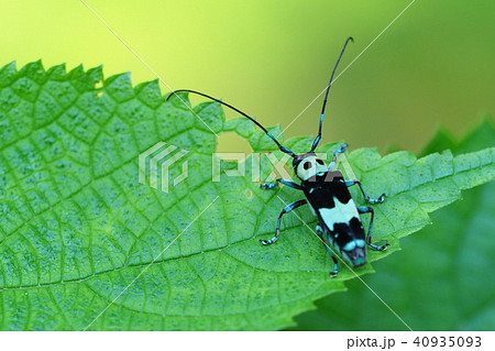 ラミーカミキリ 40935093