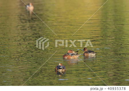 ヒドリガモ ヒドリガモ 40935378