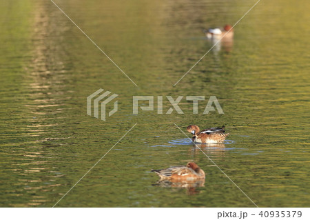 ヒドリガモ 40935379